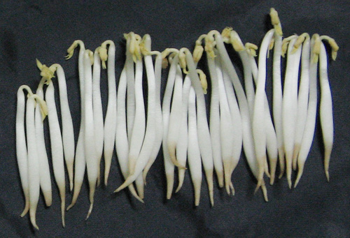 Quy[-]trình[-]pha[-]hóa[-]chất,[-]ngâm[-]và[-]ủ[-]giá